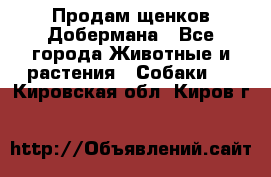 Продам щенков Добермана - Все города Животные и растения » Собаки   . Кировская обл.,Киров г.